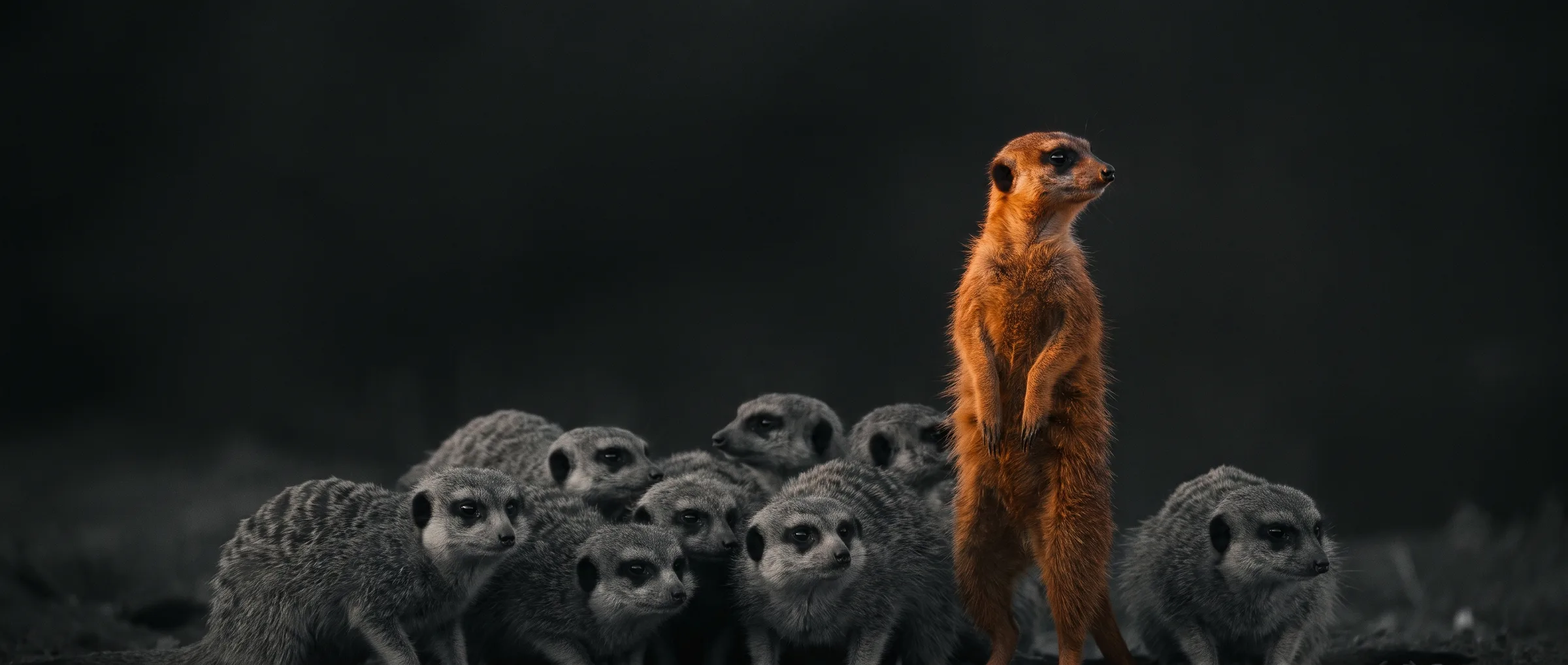 Oranges Erdmännchen steht Wache zwischen grauen Erdmännchen