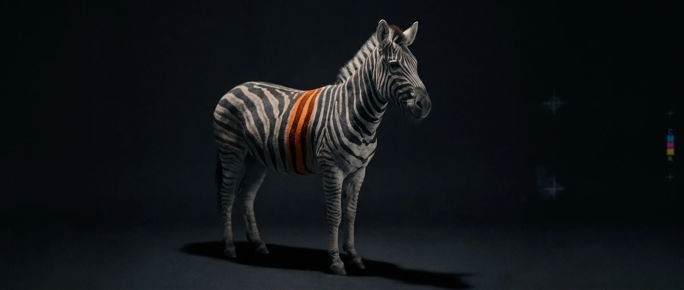 Zebra mit orangen Streifen