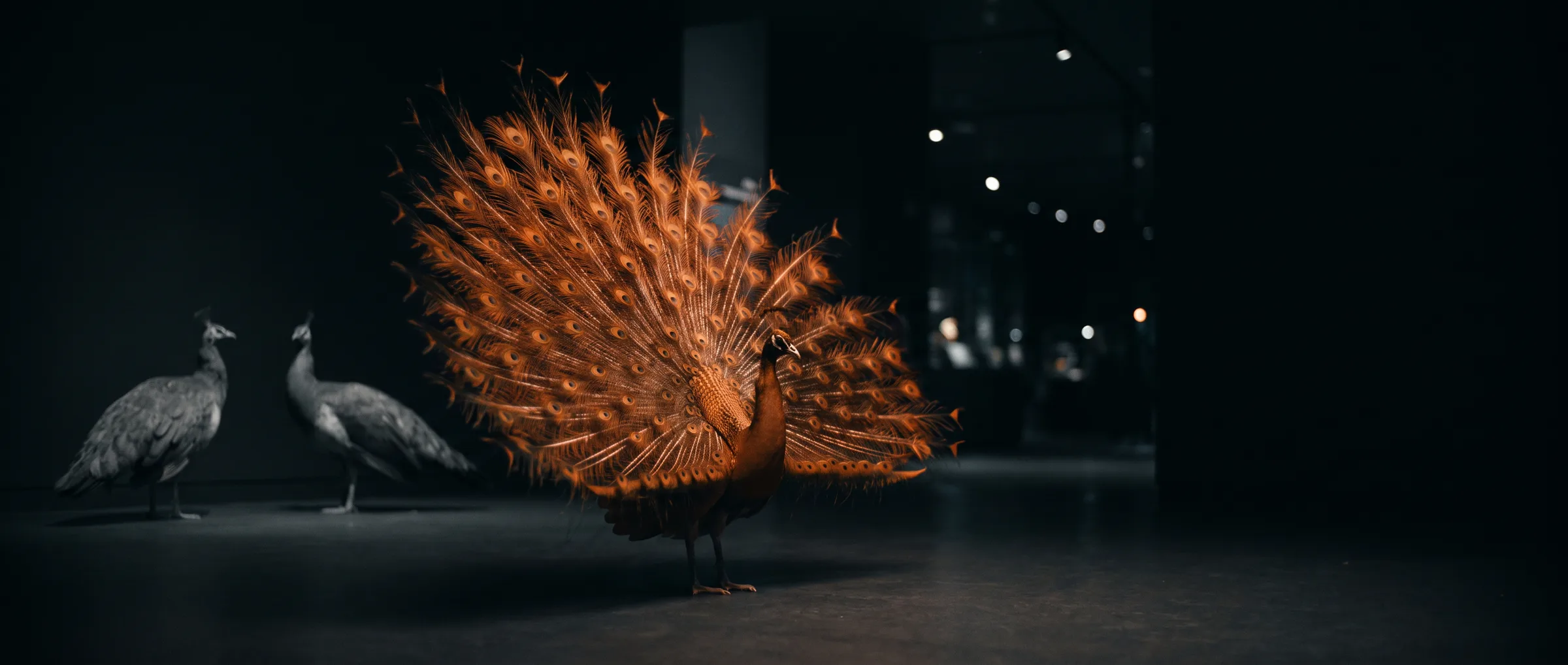 Pfau mit orangem Rad zwischen grauen Pfauen
