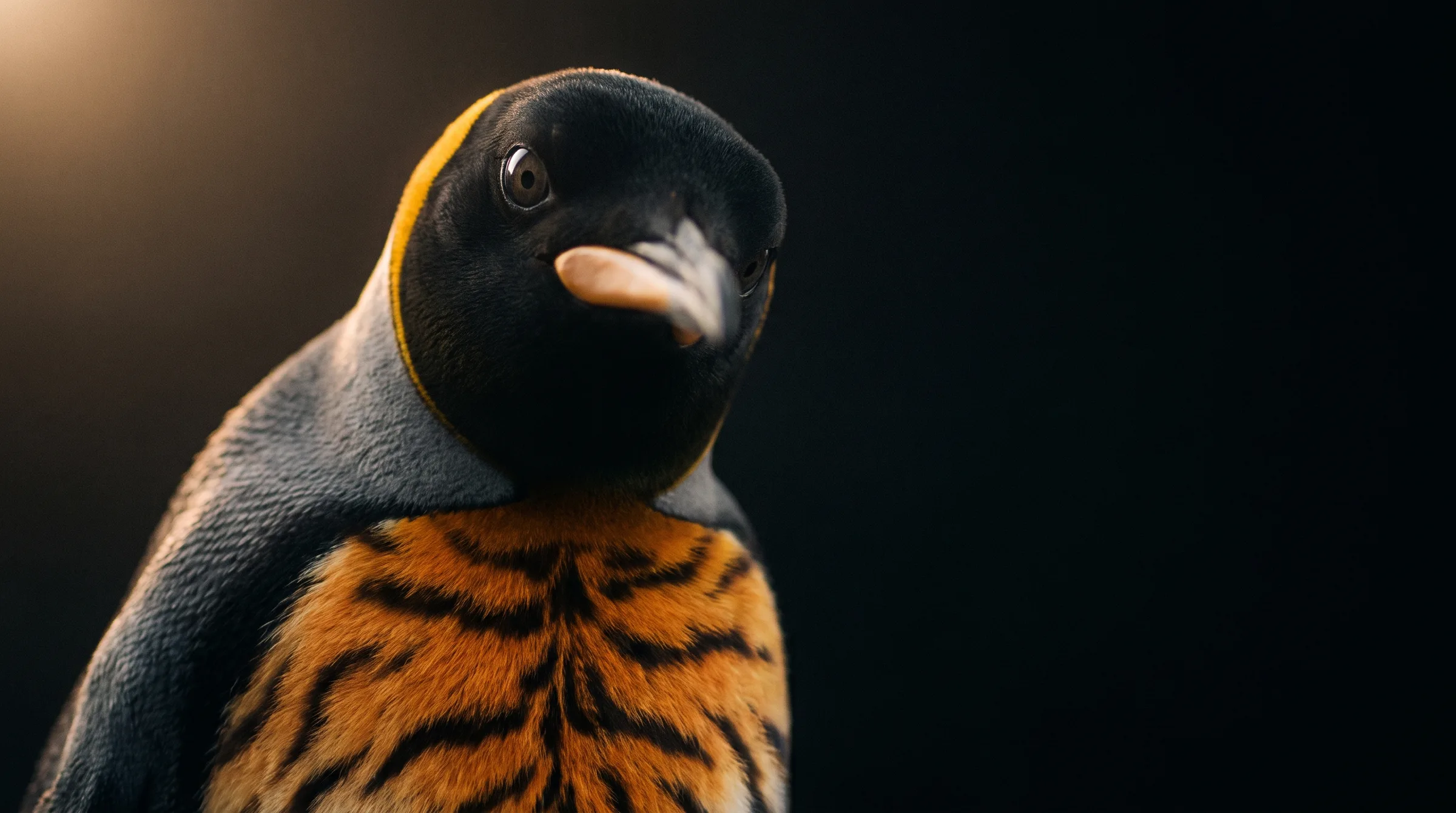 Pinguin mit Tigerfell-Brust schaut neugierig in die Kamera